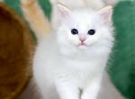 Hermes - Siberian Kitten For Sale - Pembroke Pines&comma; FL&comma; US