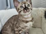 Q Cashmere - Bengal Kitten For Sale - Pembroke Pines&comma; FL&comma; US
