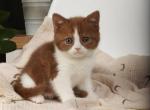 Ferrero - British Shorthair Kitten For Sale - Pembroke Pines&comma; FL&comma; US