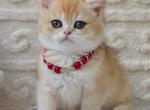 Bambi - British Shorthair Kitten For Sale - Norwalk&comma; CT&comma; US