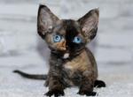 Tasmin - Devon Rex Kitten For Sale - Norwalk&comma; CT&comma; US
