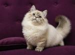 Winston - Munchkin Kitten For Sale - Pembroke Pines&comma; FL&comma; US