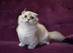 Wilyam - Munchkin Kitten For Sale - Pembroke Pines&comma; FL&comma; US