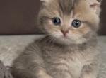 Miron - Munchkin Kitten For Sale - Pembroke Pines&comma; FL&comma; US