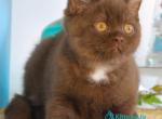 Neo - British Shorthair Kitten For Sale - Pembroke Pines&comma; FL&comma; US