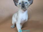 Wisp - Siamese Kitten For Sale - Hollywood&comma; FL&comma; US