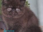 Ursin - Exotic Kitten For Sale - Pembroke Pines&comma; FL&comma; US