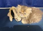 Persian  Tortie chocolate tabby girl - Persian Kitten For Sale - Altamonte Springs&comma; FL&comma; US