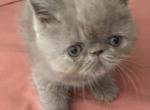Exotic lilac boy ready to go - Exotic Kitten For Sale - Altamonte Springs&comma; FL&comma; US