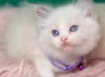 Lilac bicolored - Ragdoll Kitten For Sale - Barberton&comma; OH&comma; US