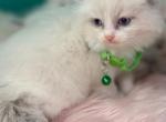 Blue  bicolor - Ragdoll Kitten For Sale - Barberton&comma; OH&comma; US