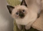Siamese seal point boys - Siamese Kitten For Sale - 