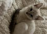 Lynx point siamese kittens - Siamese Kitten For Sale - Walworth&comma; WI&comma; US
