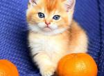 British Shorthair Golden Female - British Shorthair Kitten For Sale - 