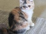 Claire - Exotic Kitten For Sale - Boiling Springs&comma; PA&comma; US