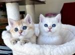 Lamajeur Cattery kittens are available together - British Shorthair Kitten For Sale - Boston&comma; MA&comma; US