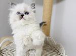 Rice - Ragdoll Kitten For Sale - Queens&comma; NY&comma; US