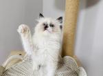 Katy - Ragdoll Kitten For Sale - Queens&comma; NY&comma; US