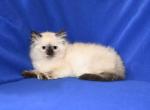 Zesty Kittens - Ragdoll Kitten For Sale - WI&comma; US
