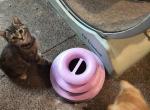 American short hair mix - American Shorthair Kitten For Sale - Randallstown&comma; MD&comma; US