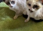 Snow's Snowshoe Siamese - Siamese Kitten For Sale - Moneta&comma; VA&comma; US