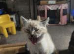Siamese - Siamese Kitten For Sale - 