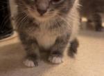 Not named - Domestic Kitten For Adoption - Erie&comma; PA&comma; US
