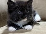 Polydactyl - Polydactyl Kitten For Sale - 