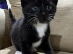 Poly 2 - Polydactyl Kitten For Sale - 