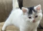 Snow - American Longhair Kitten For Sale - Wortham&comma; TX&comma; US