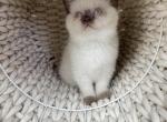 White Scottish female kitten - Scottish Straight Kitten For Sale - Tacoma&comma; WA&comma; US