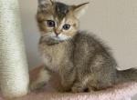Oliver Scottish kitten - Scottish Straight Kitten For Sale - Tacoma&comma; WA&comma; US