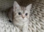 Tiger Scottish kitten - Scottish Straight Kitten For Sale - Tacoma&comma; WA&comma; US
