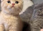 Sunny Scottish Fold - Scottish Fold Kitten For Sale - 