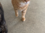 Chase - Domestic Cat For Adoption - Avon&comma; IN&comma; US