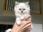 ZT treasure - Ragdoll Kitten For Sale - Goodrich&comma; MI&comma; US