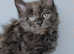 Mishka - Maine Coon Kitten For Sale - 