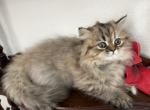 Jean Kittens - Persian Kitten For Sale - 