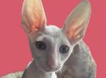 BooBoo - Cornish Rex Kitten For Sale