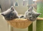 Sweet and Playful Scottish Straight and Folds - Scottish Straight Kitten For Sale - Manhattan&comma; NY&comma; US