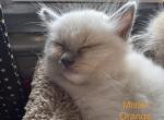 Mister Orange - Ragdoll Kitten For Sale - Etters&comma; PA&comma; US