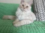Male V65 - Maine Coon Kitten For Sale - 