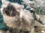 Sampson - Ragdoll Kitten For Sale - 