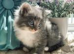 Delilah - Ragdoll Kitten For Sale - 