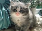Naomi - Ragdoll Kitten For Sale - 
