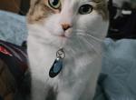 Leo - Domestic Cat For Sale - Bremerton&comma; WA&comma; US