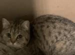Boris - Scottish Straight Cat For Sale - 