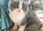 Felix - Ragdoll Kitten For Sale - Brogueville&comma; PA&comma; US