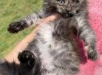 Rosie - Maine Coon Kitten For Sale - Oak Hill&comma; TN&comma; US