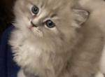 Jason - Ragdoll Kitten For Sale - Burlington&comma; WI&comma; US